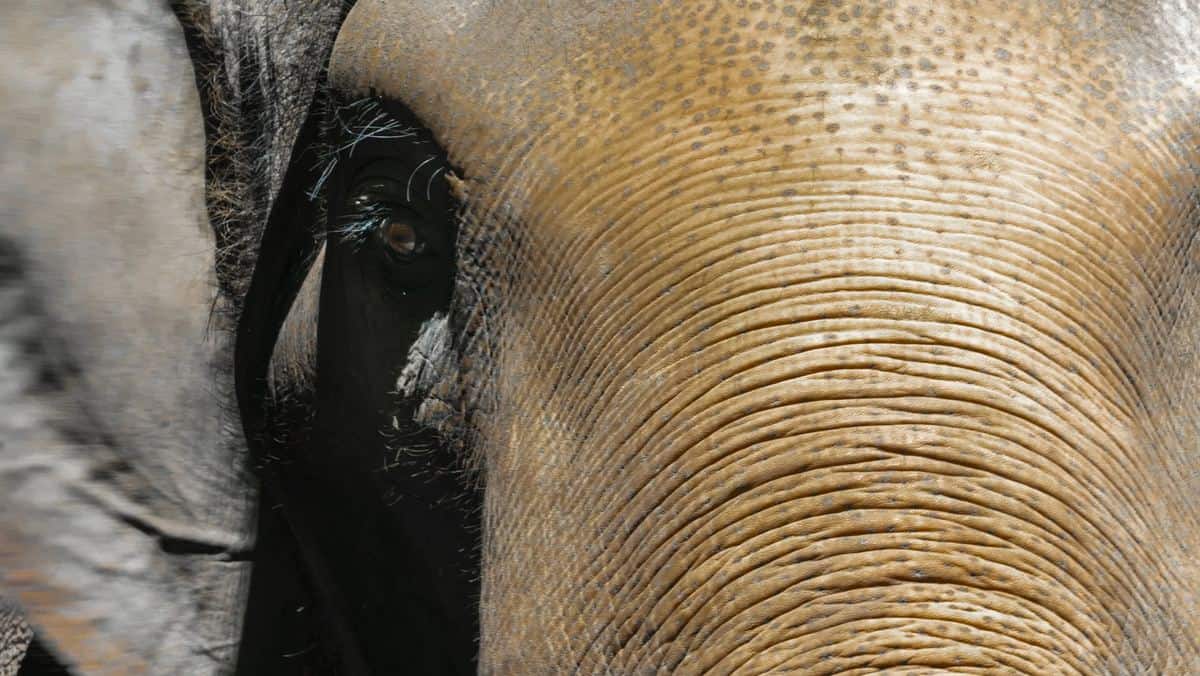 Close-up of an elephant's face