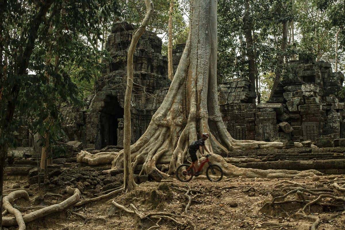 Cyclist in front of ancient ruins and a large rooted tree