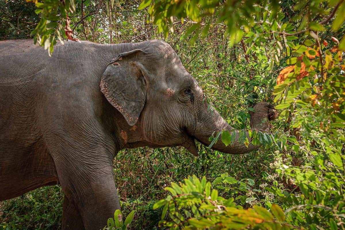Adult elephant among green bushes