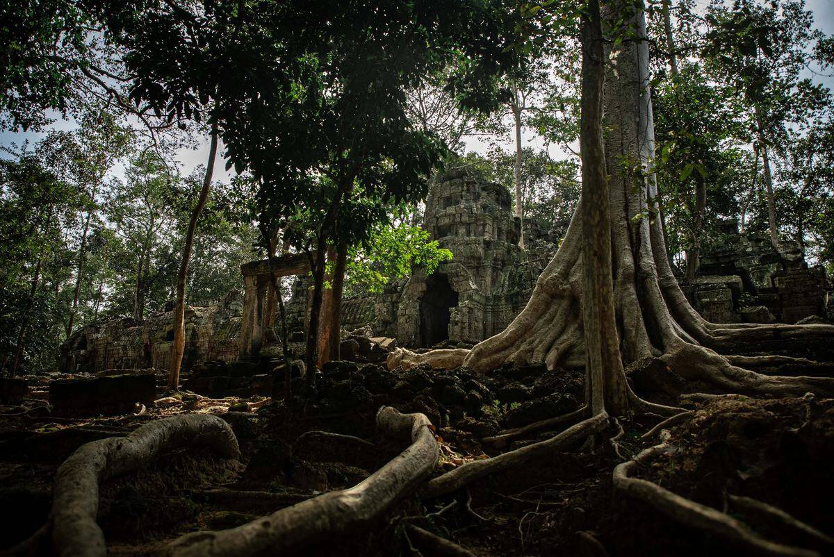 Temple ruins in dense jungle