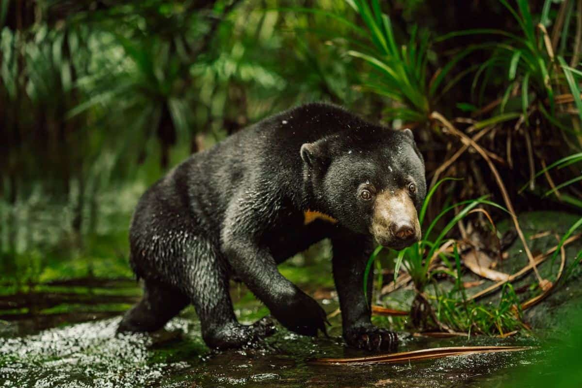 Black bear wading in a forest stream